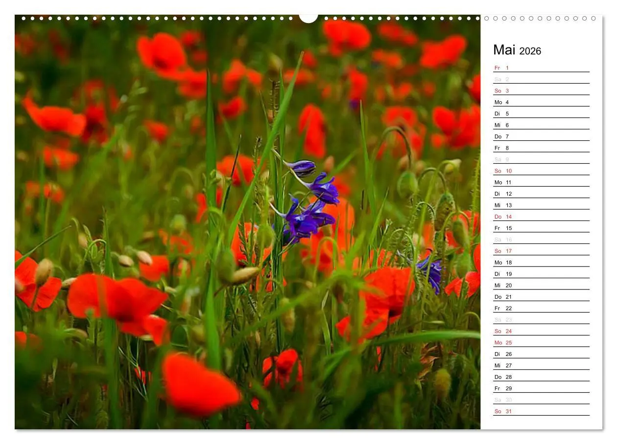 Bild: 9783457688908 | Ein Traum von Mohn (hochwertiger Premium Wandkalender 2026 DIN A2...