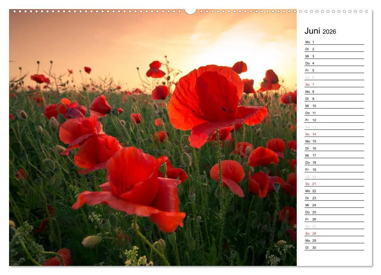Bild: 9783457688908 | Ein Traum von Mohn (hochwertiger Premium Wandkalender 2026 DIN A2...