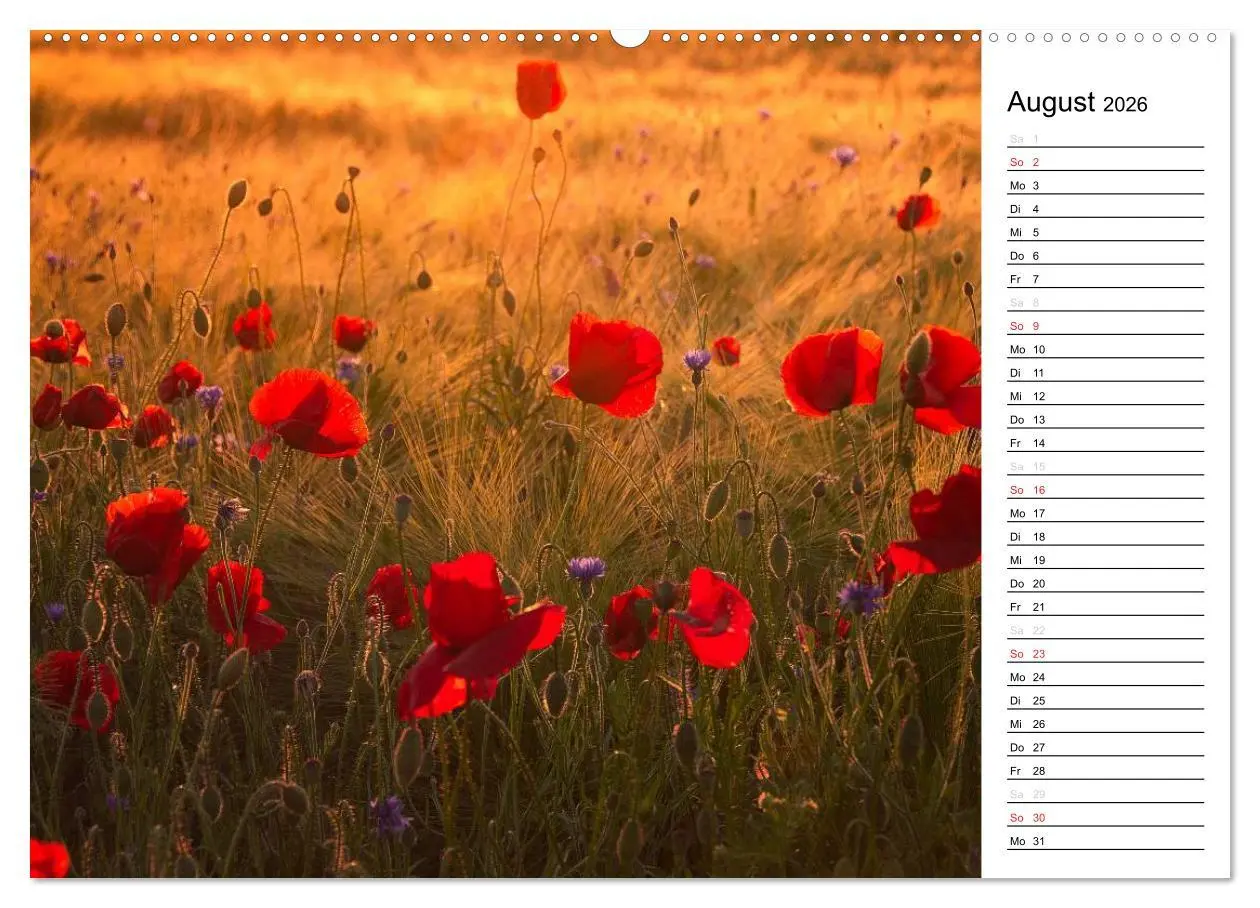 Bild: 9783457688908 | Ein Traum von Mohn (hochwertiger Premium Wandkalender 2026 DIN A2...