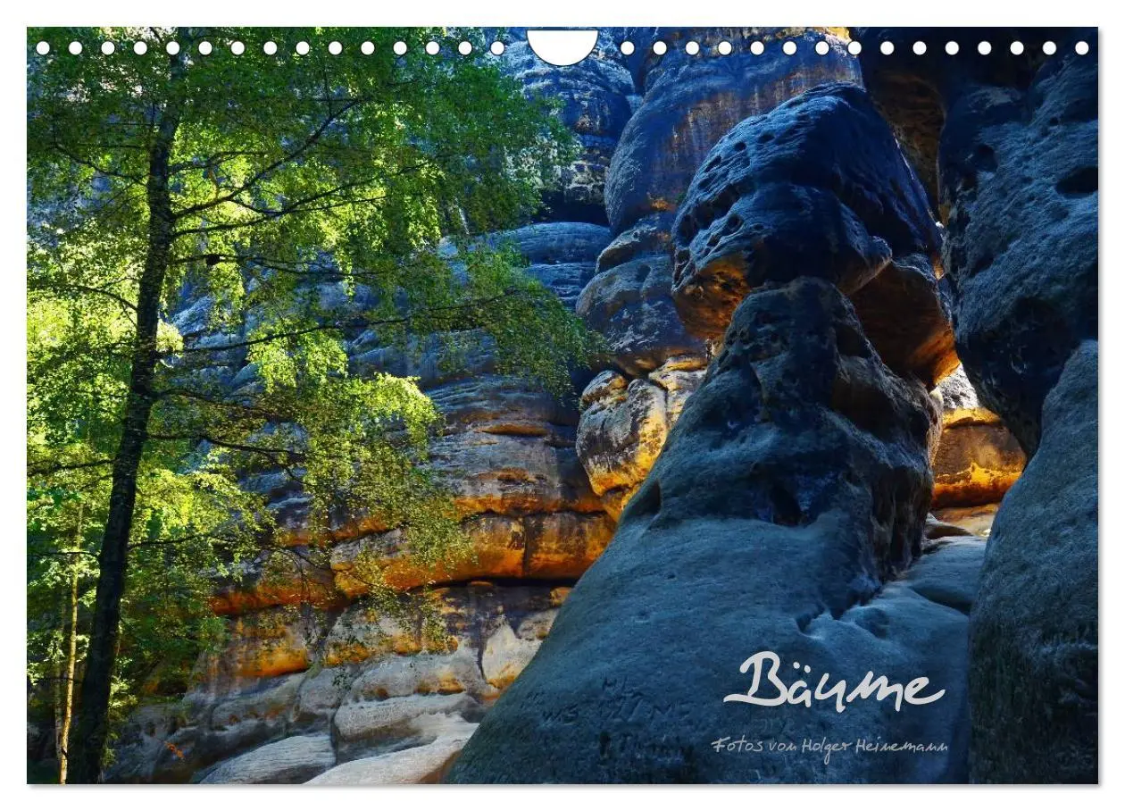 Cover: 9783516228908 | Bäume (Wandkalender 2026 DIN A4 quer), CALVENDO Monatskalender | 2026