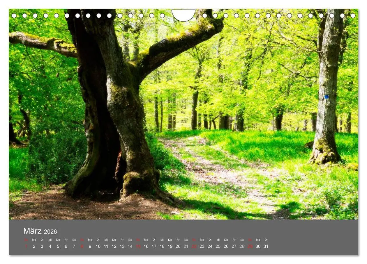 Bild: 9783516228908 | Bäume (Wandkalender 2026 DIN A4 quer), CALVENDO Monatskalender | 2026