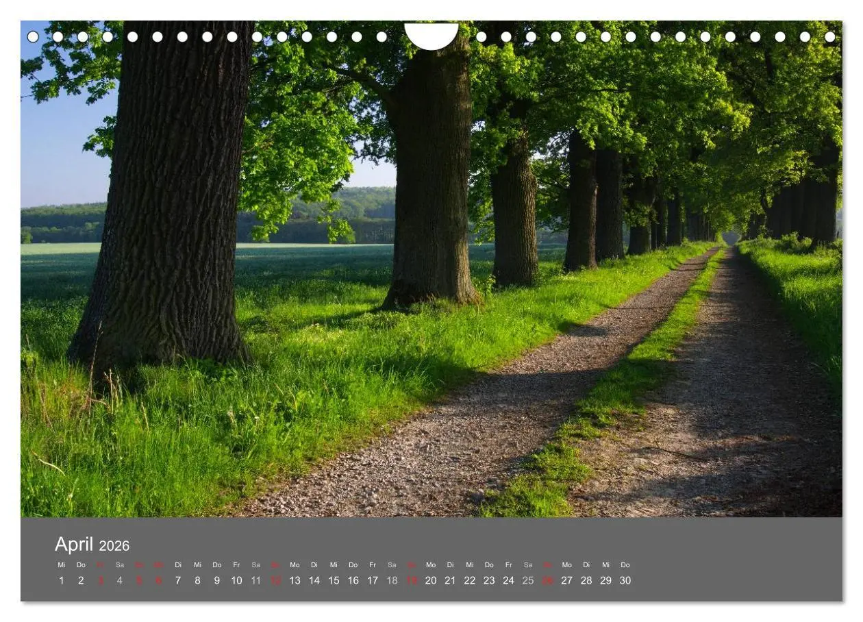 Bild: 9783516228908 | Bäume (Wandkalender 2026 DIN A4 quer), CALVENDO Monatskalender | 2026