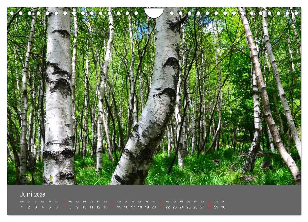 Bild: 9783516228908 | Bäume (Wandkalender 2026 DIN A4 quer), CALVENDO Monatskalender | 2026