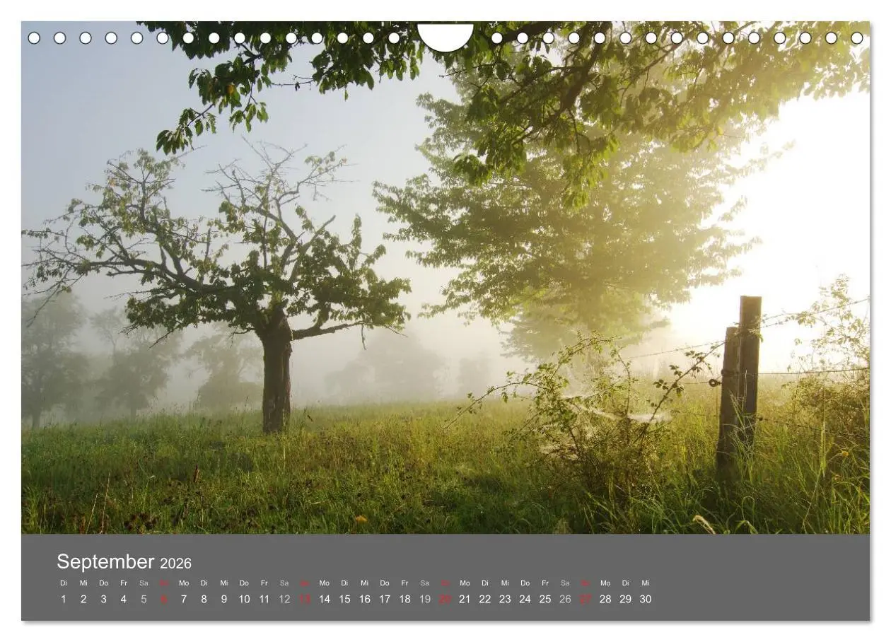 Bild: 9783516228908 | Bäume (Wandkalender 2026 DIN A4 quer), CALVENDO Monatskalender | 2026