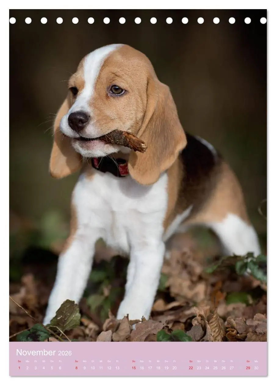Bild: 9783516468908 | Tierkinder Hunde und Katzen (Tischkalender 2026 DIN A5 hoch),...