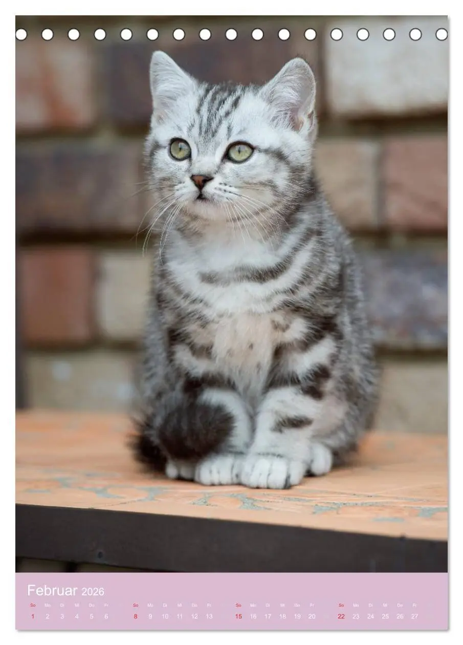 Bild: 9783516468908 | Tierkinder Hunde und Katzen (Tischkalender 2026 DIN A5 hoch),...