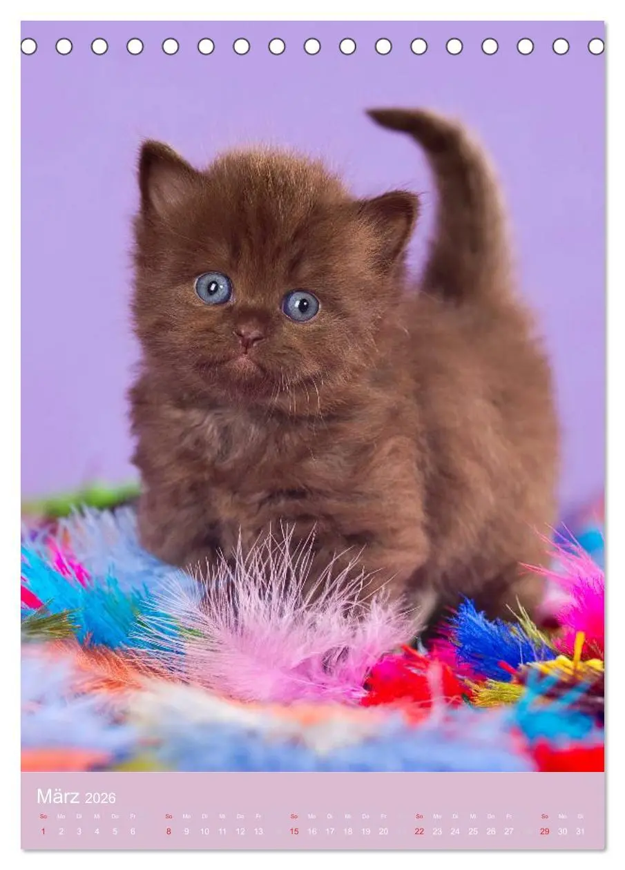 Bild: 9783516468908 | Tierkinder Hunde und Katzen (Tischkalender 2026 DIN A5 hoch),...