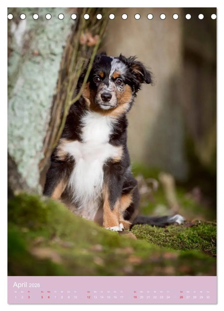Bild: 9783516468908 | Tierkinder Hunde und Katzen (Tischkalender 2026 DIN A5 hoch),...