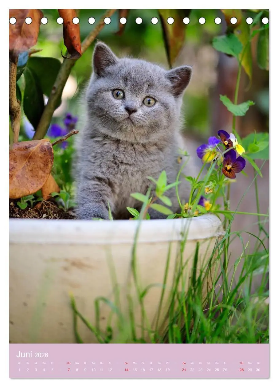 Bild: 9783516468908 | Tierkinder Hunde und Katzen (Tischkalender 2026 DIN A5 hoch),...