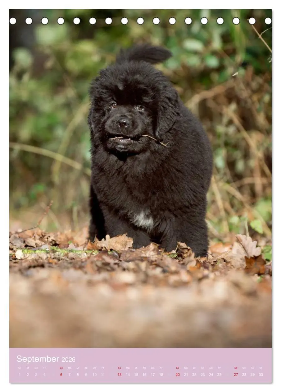 Bild: 9783516468908 | Tierkinder Hunde und Katzen (Tischkalender 2026 DIN A5 hoch),...