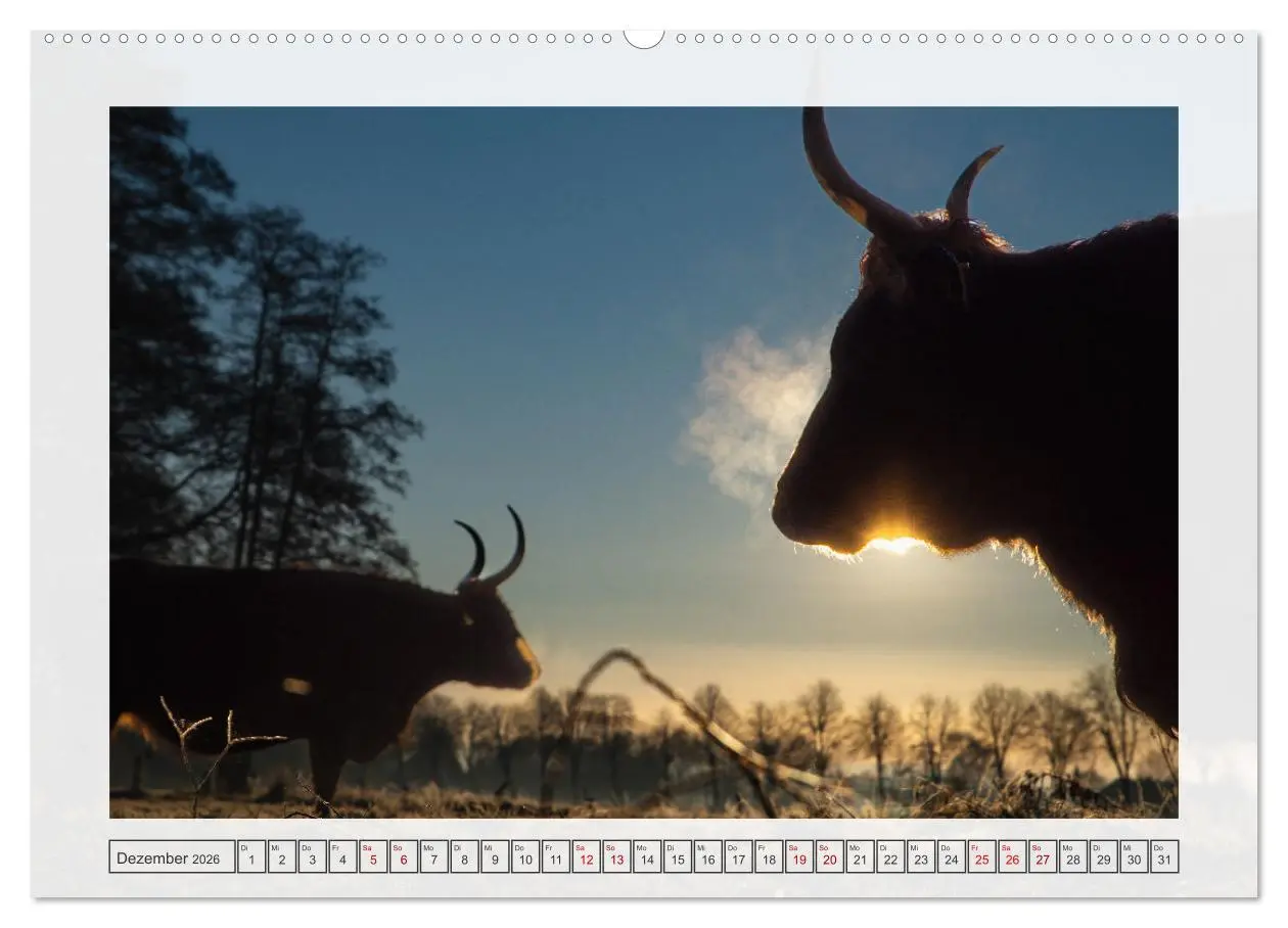 Bild: 9783457339008 | Naturpark Dümmer (Wandkalender 2026 DIN A2 quer), CALVENDO...