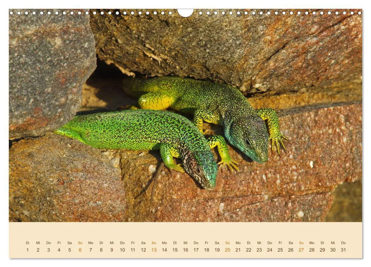 Bild: 9783435099108 | Eidechsen Europas (Wandkalender 2025 DIN A3 quer), CALVENDO...