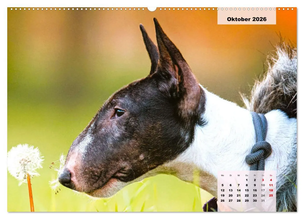 Bild: 9783457569108 | Bullterrier. Freudiges Wesen und Charakter (Wandkalender 2026 DIN...