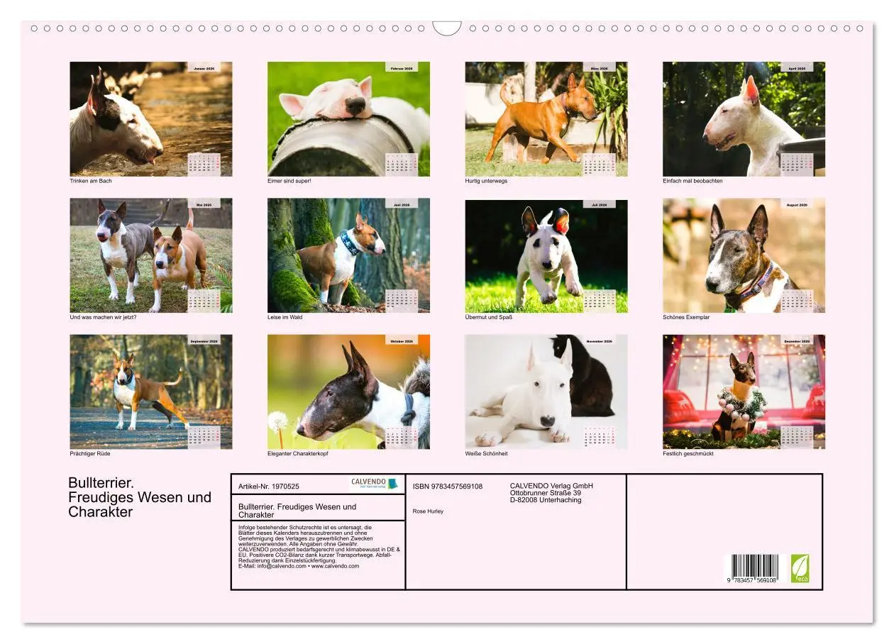 Bild: 9783457569108 | Bullterrier. Freudiges Wesen und Charakter (Wandkalender 2026 DIN...