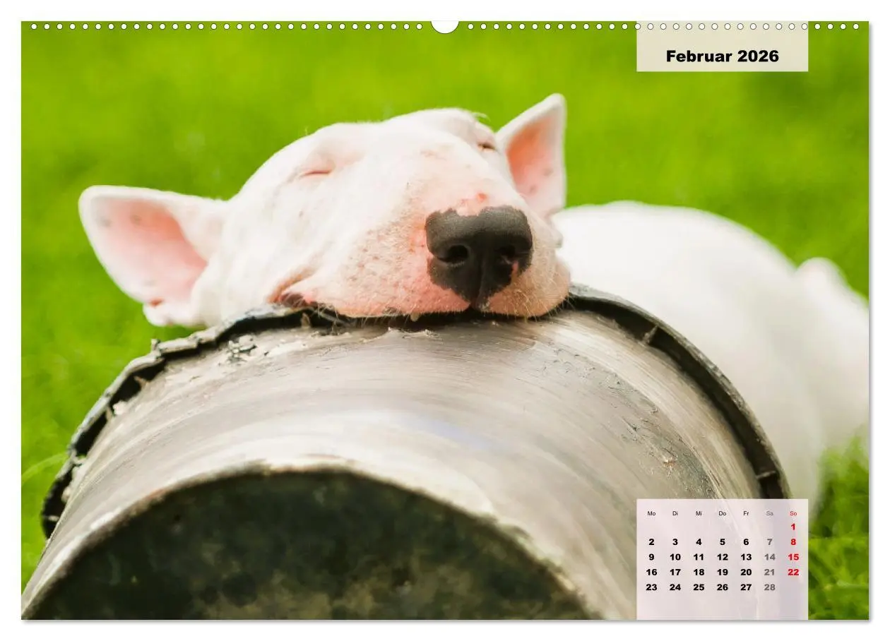 Bild: 9783457569108 | Bullterrier. Freudiges Wesen und Charakter (Wandkalender 2026 DIN...
