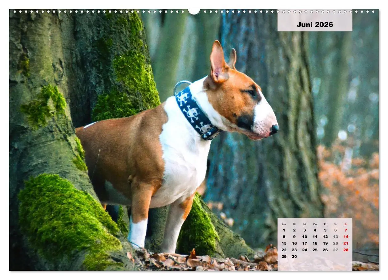 Bild: 9783457569108 | Bullterrier. Freudiges Wesen und Charakter (Wandkalender 2026 DIN...