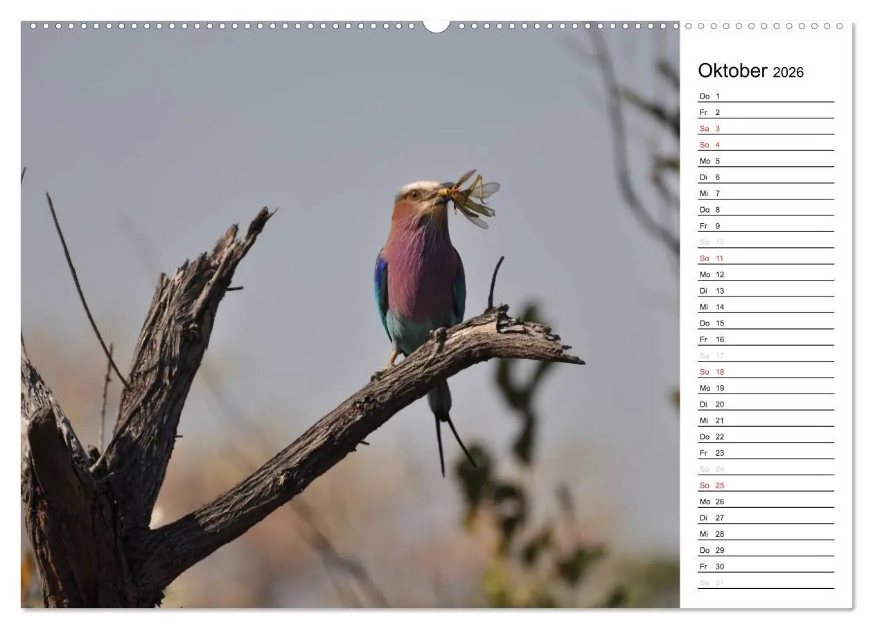 Bild: 9783457949108 | Südafrika - Big 5 und mehr (Wandkalender 2026 DIN A2 quer),...