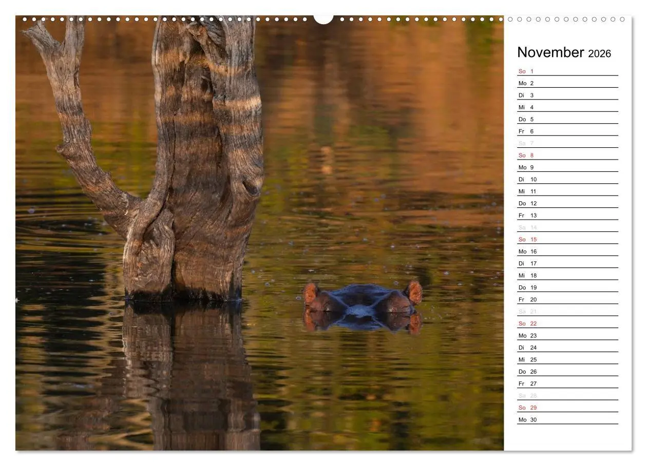 Bild: 9783457949108 | Südafrika - Big 5 und mehr (Wandkalender 2026 DIN A2 quer),...