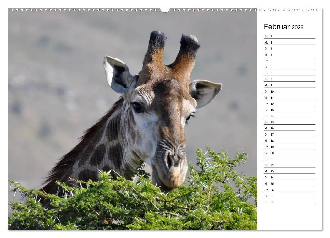 Bild: 9783457949108 | Südafrika - Big 5 und mehr (Wandkalender 2026 DIN A2 quer),...