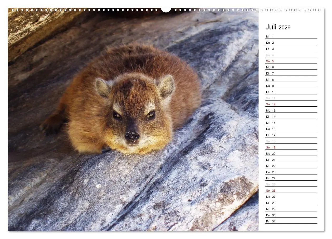 Bild: 9783457949108 | Südafrika - Big 5 und mehr (Wandkalender 2026 DIN A2 quer),...