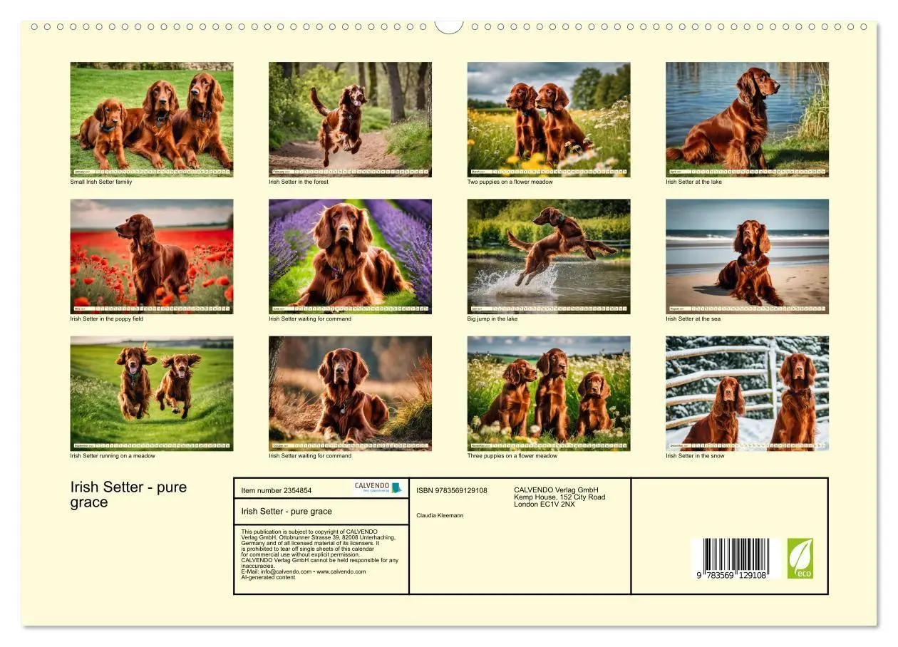 Bild: 9783569129108 | Irish Setter - pure grace (High Quality Premium Wall Calendar 2027...