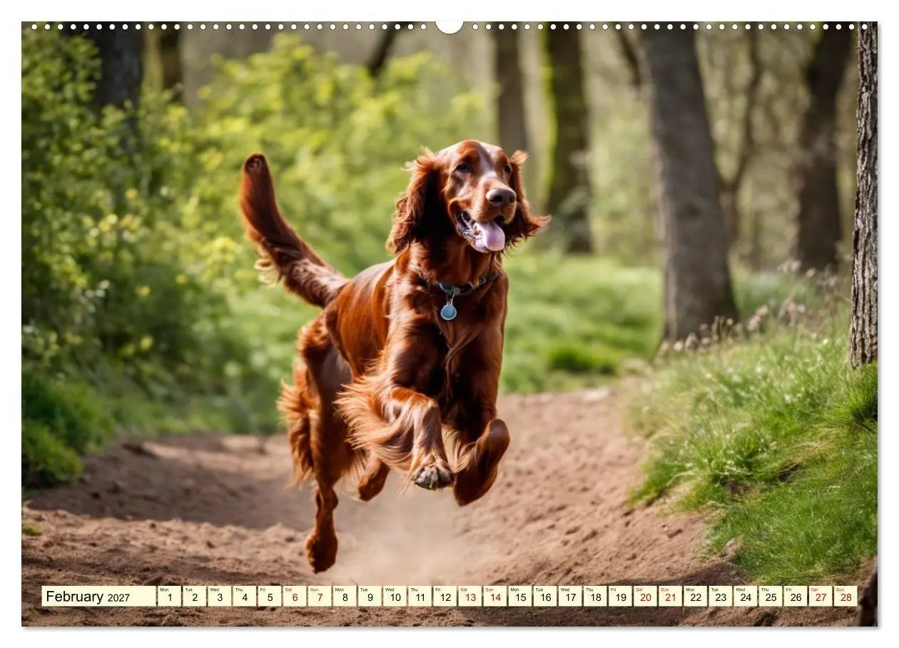 Bild: 9783569129108 | Irish Setter - pure grace (High Quality Premium Wall Calendar 2027...