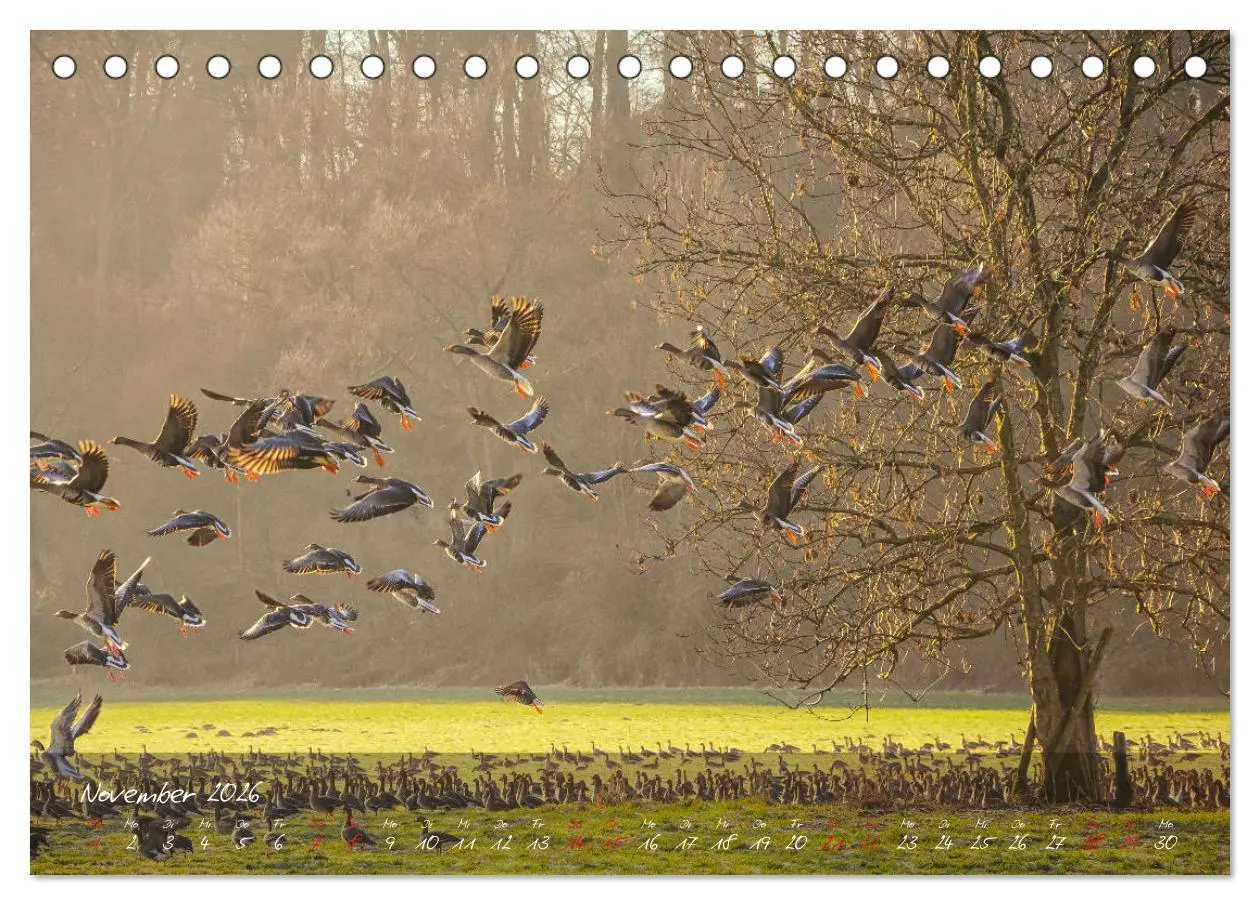 Bild: 9783457799208 | Romantisches NRW (Tischkalender 2026 DIN A5 quer), CALVENDO...
