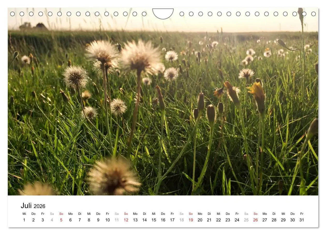 Bild: 9783516029208 | Hallig Hooge - zwischen Himmel und Erde (Wandkalender 2026 DIN A4...
