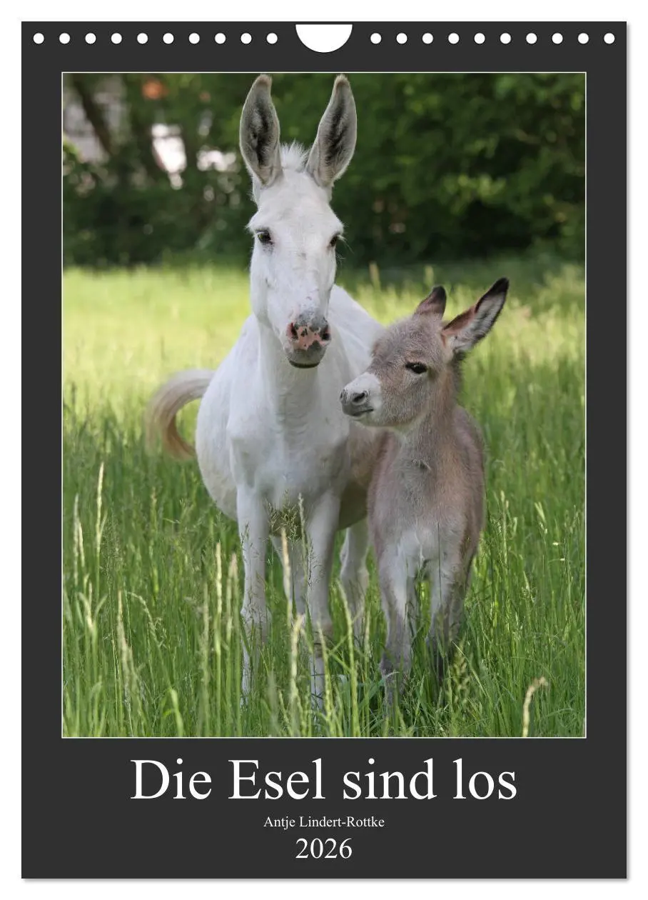 Cover: 9783516409208 | Die Esel sind los (Wandkalender 2026 DIN A4 hoch), CALVENDO...