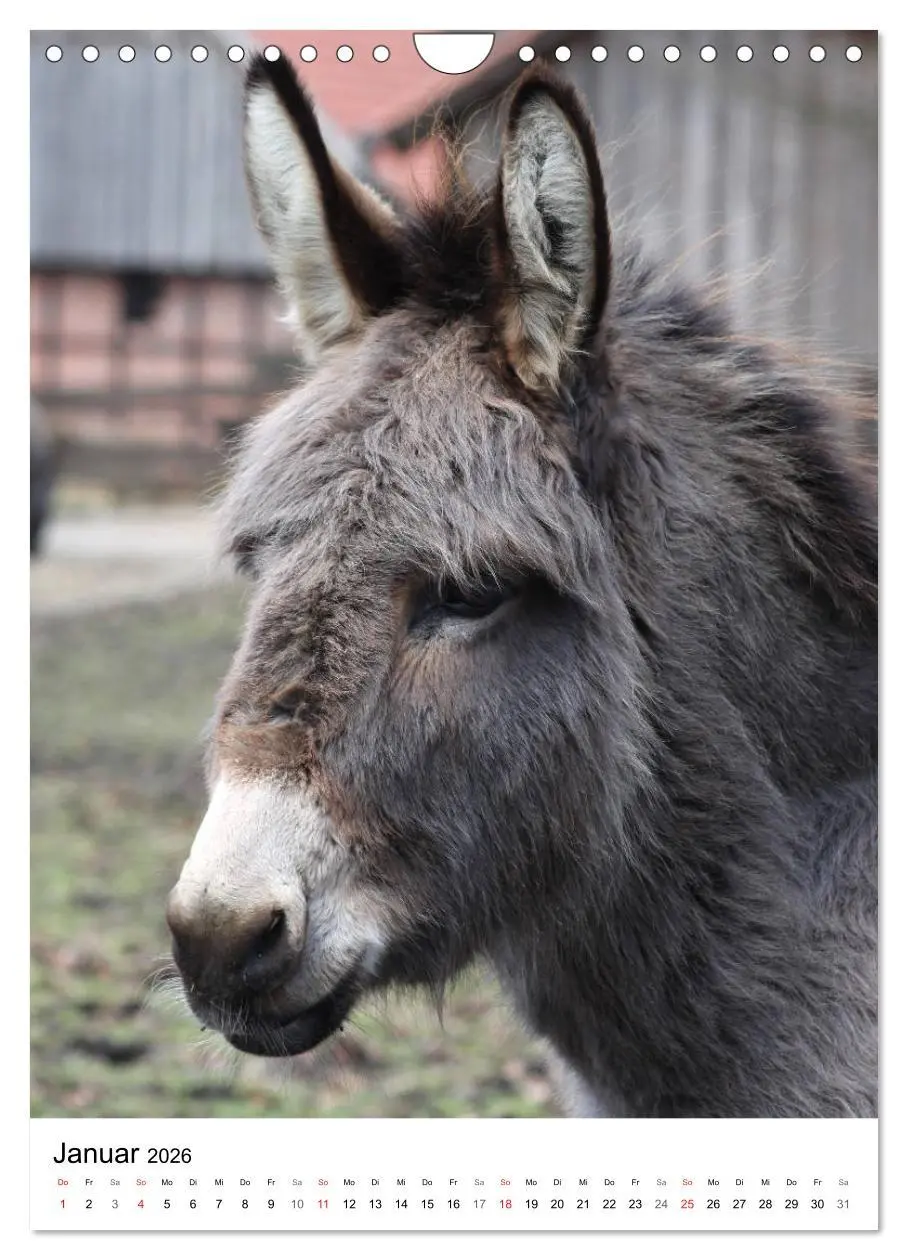 Bild: 9783516409208 | Die Esel sind los (Wandkalender 2026 DIN A4 hoch), CALVENDO...