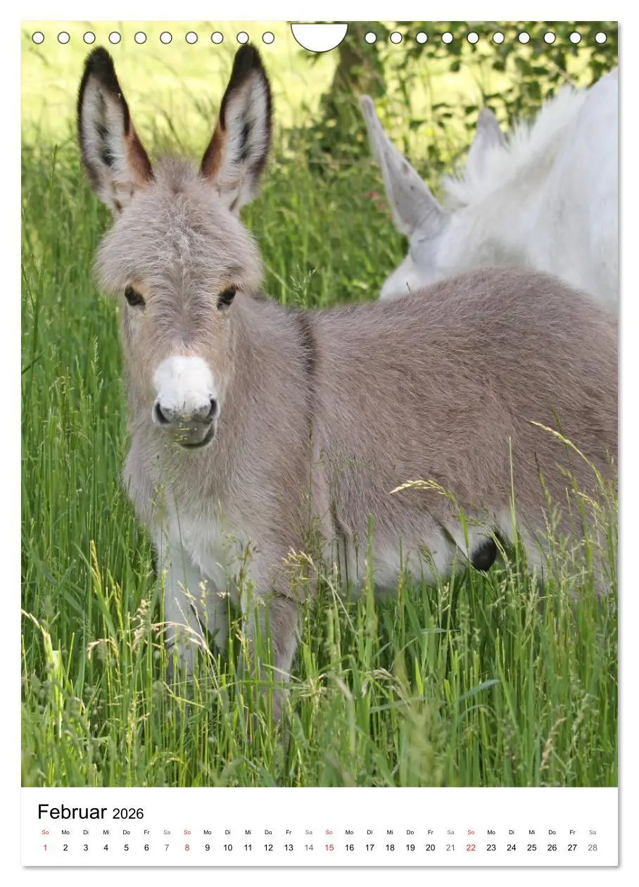 Bild: 9783516409208 | Die Esel sind los (Wandkalender 2026 DIN A4 hoch), CALVENDO...
