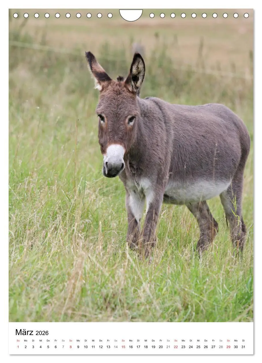 Bild: 9783516409208 | Die Esel sind los (Wandkalender 2026 DIN A4 hoch), CALVENDO...