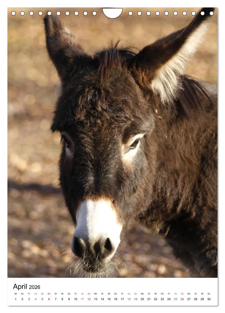 Bild: 9783516409208 | Die Esel sind los (Wandkalender 2026 DIN A4 hoch), CALVENDO...