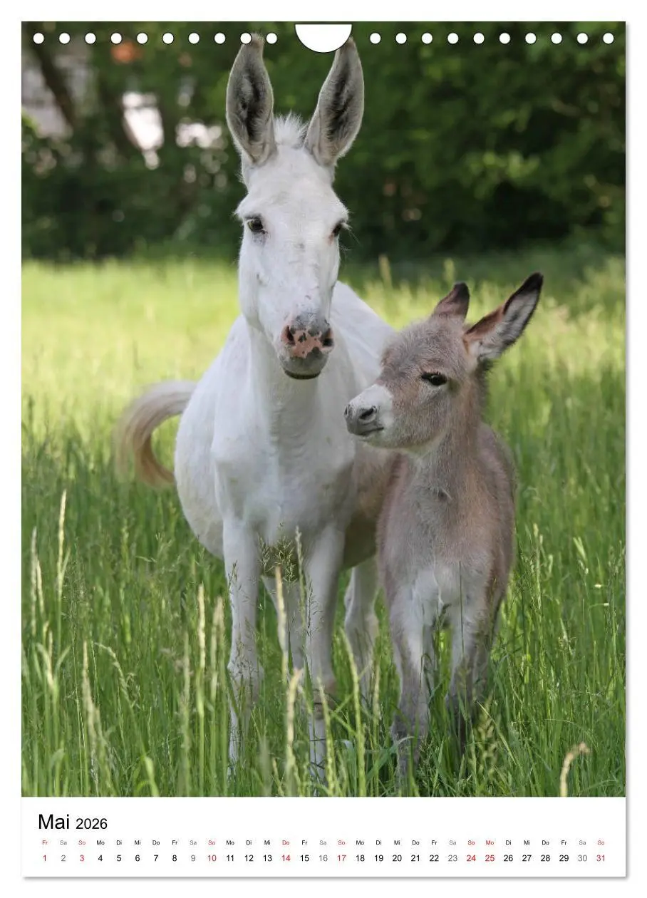 Bild: 9783516409208 | Die Esel sind los (Wandkalender 2026 DIN A4 hoch), CALVENDO...
