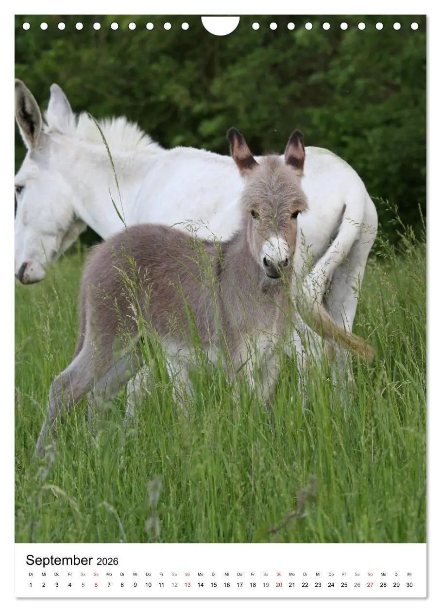 Bild: 9783516409208 | Die Esel sind los (Wandkalender 2026 DIN A4 hoch), CALVENDO...