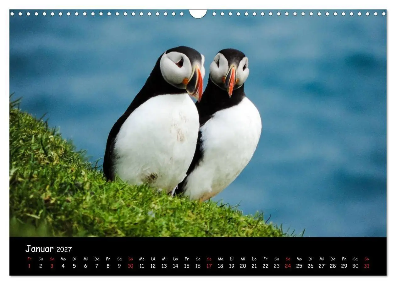 Bild: 9783569959408 | Die Papageientaucher von Mykines (Wandkalender 2027 DIN A3 quer),...
