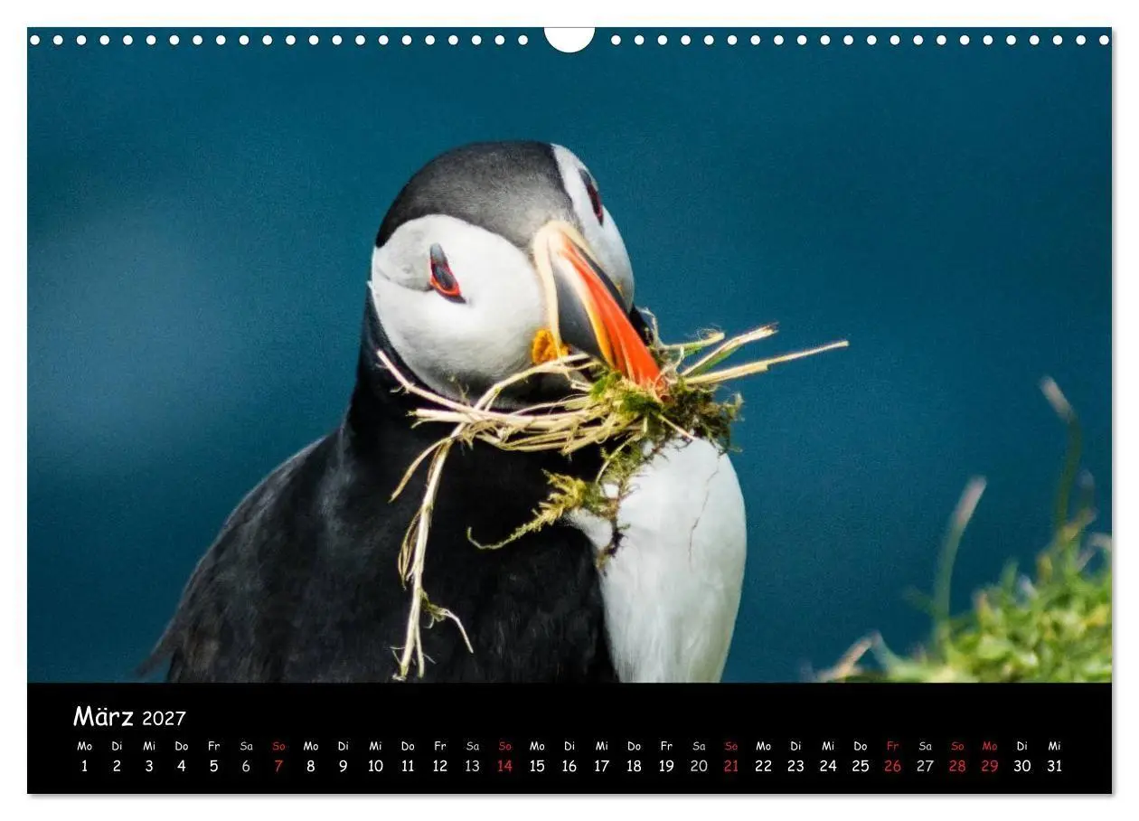 Bild: 9783569959408 | Die Papageientaucher von Mykines (Wandkalender 2027 DIN A3 quer),...