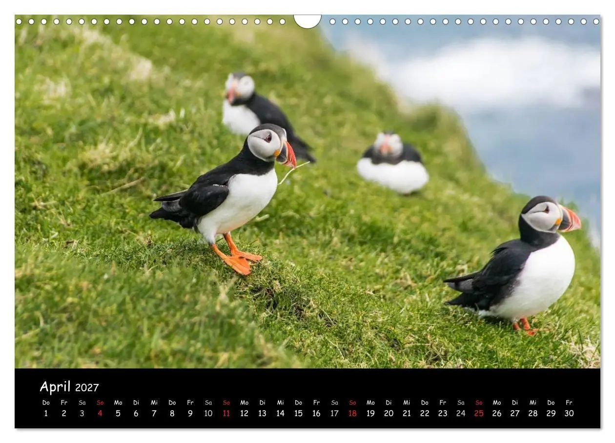 Bild: 9783569959408 | Die Papageientaucher von Mykines (Wandkalender 2027 DIN A3 quer),...