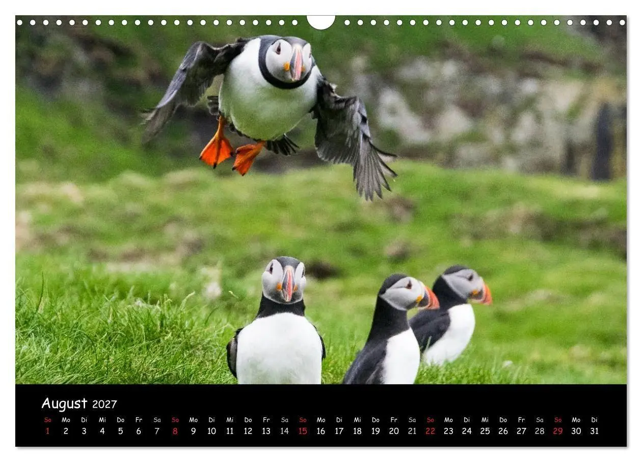 Bild: 9783569959408 | Die Papageientaucher von Mykines (Wandkalender 2027 DIN A3 quer),...