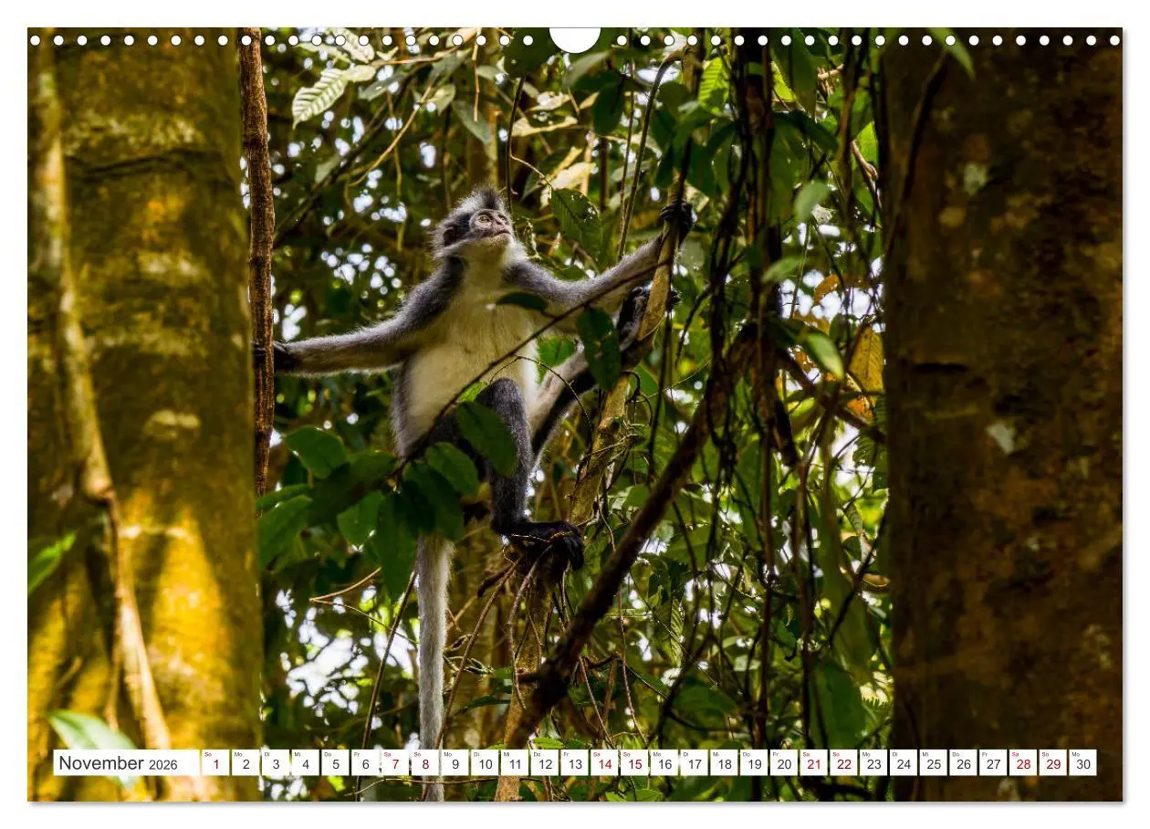 Bild: 9783457389508 | Gunung Leuser Nationalpark Sumatra (Wandkalender 2026 DIN A3 quer),...