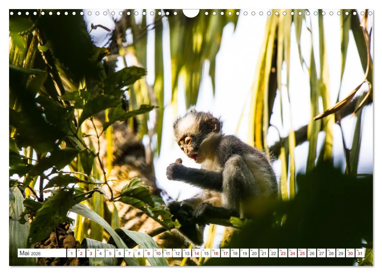 Bild: 9783457389508 | Gunung Leuser Nationalpark Sumatra (Wandkalender 2026 DIN A3 quer),...