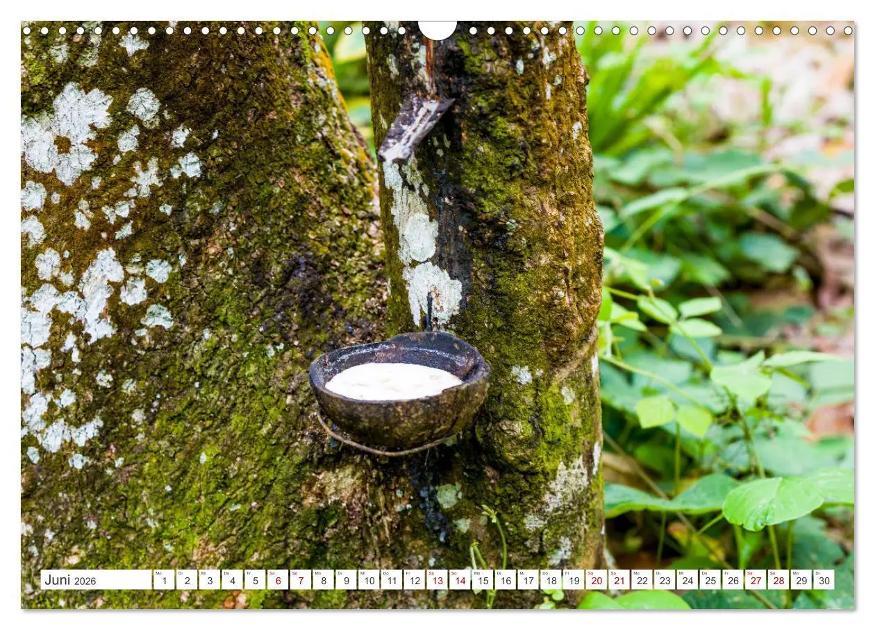 Bild: 9783457389508 | Gunung Leuser Nationalpark Sumatra (Wandkalender 2026 DIN A3 quer),...