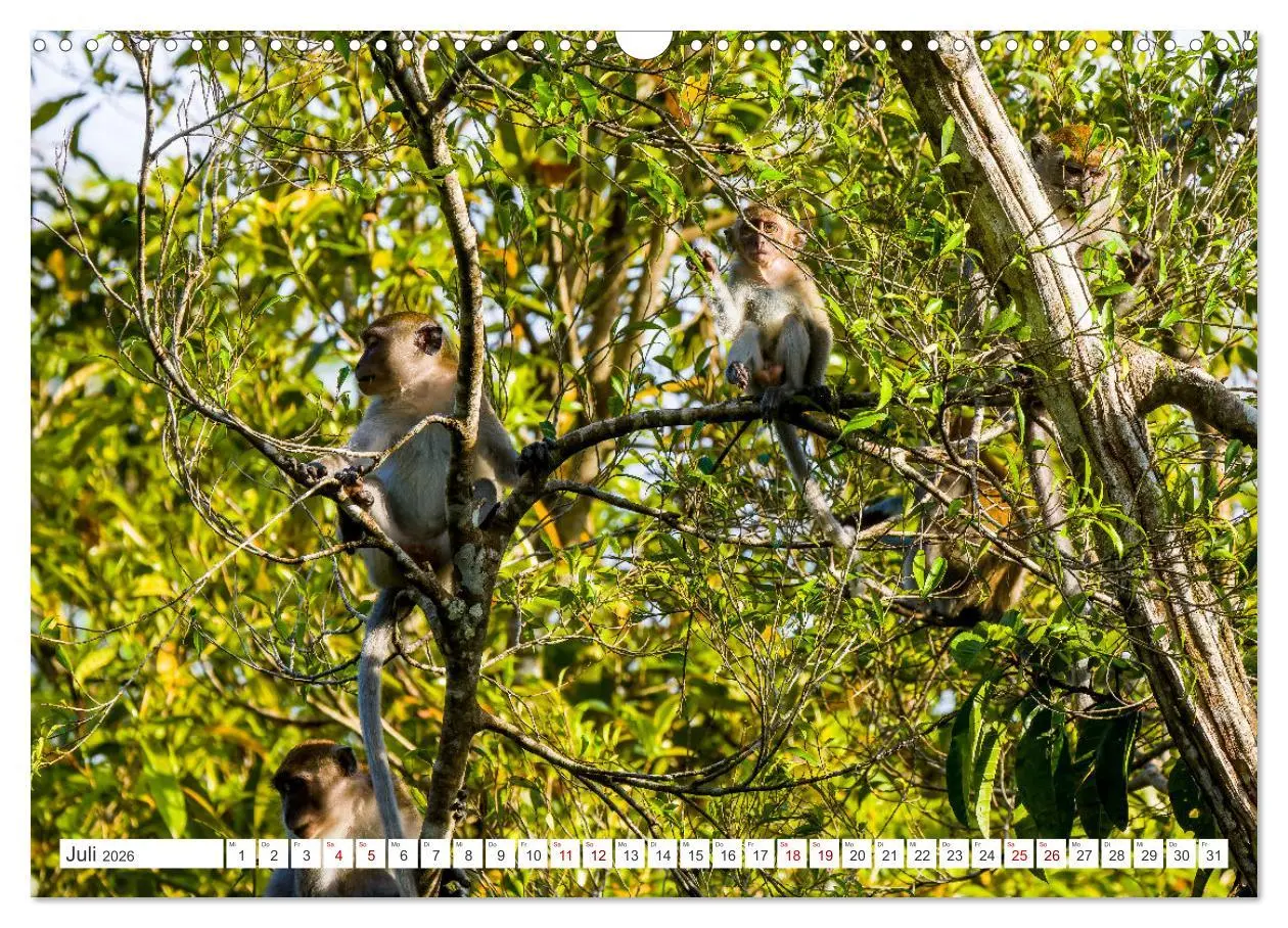 Bild: 9783457389508 | Gunung Leuser Nationalpark Sumatra (Wandkalender 2026 DIN A3 quer),...