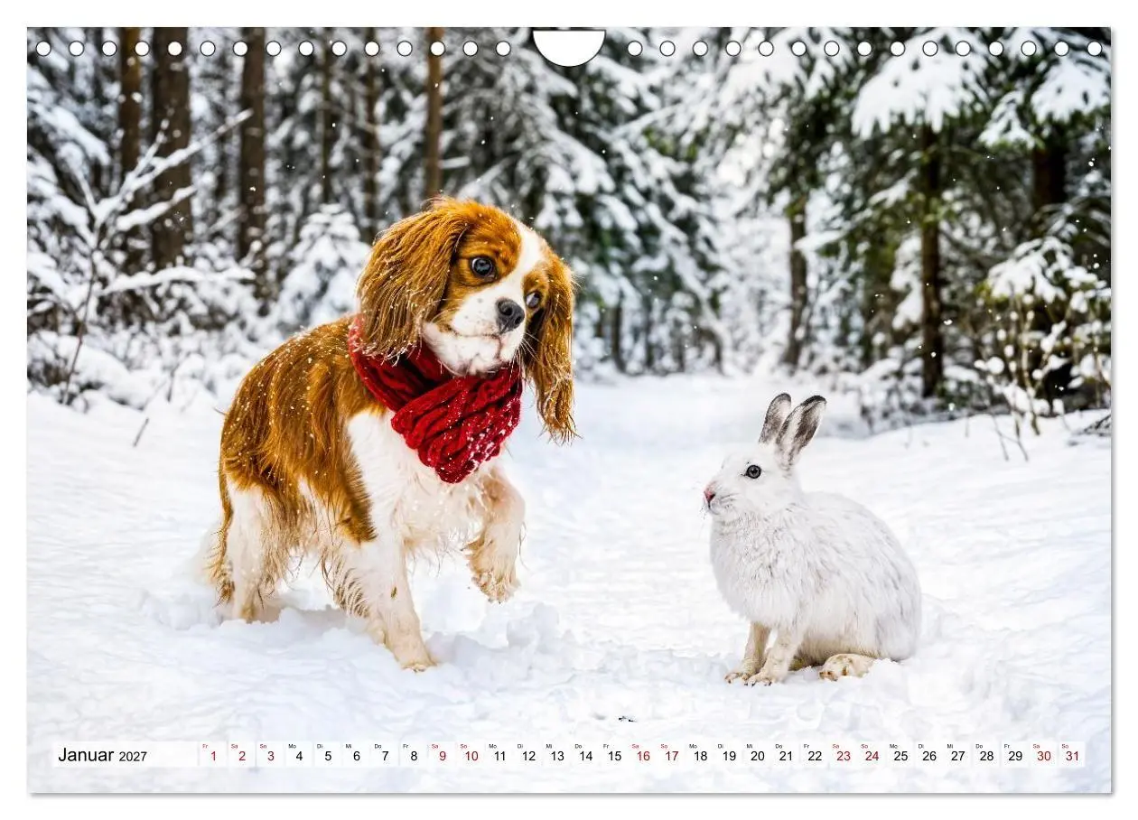 Bild: 9783594389508 | Cavalier King Charles Spaniel - Ein Jahr voller Erlebnisse...