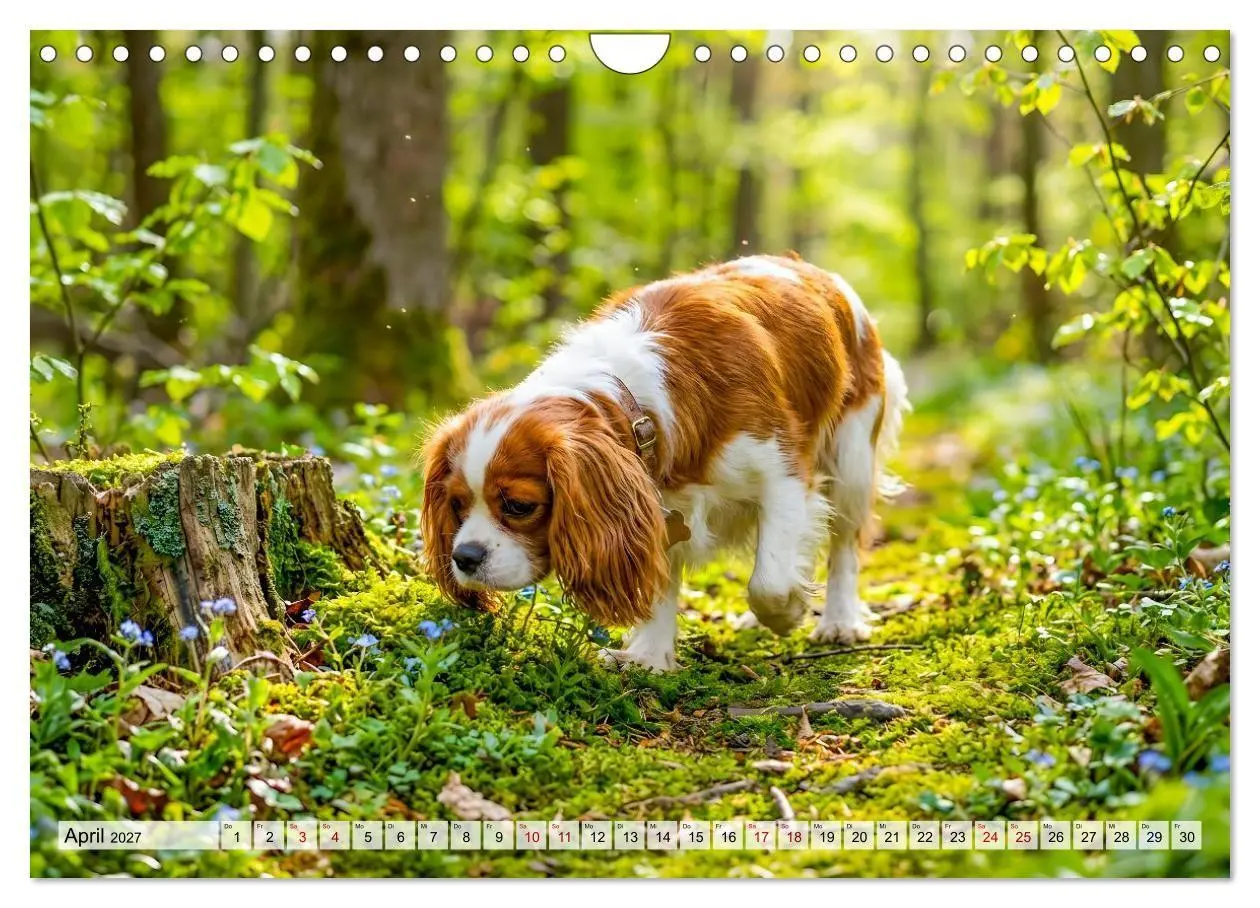Bild: 9783594389508 | Cavalier King Charles Spaniel - Ein Jahr voller Erlebnisse...