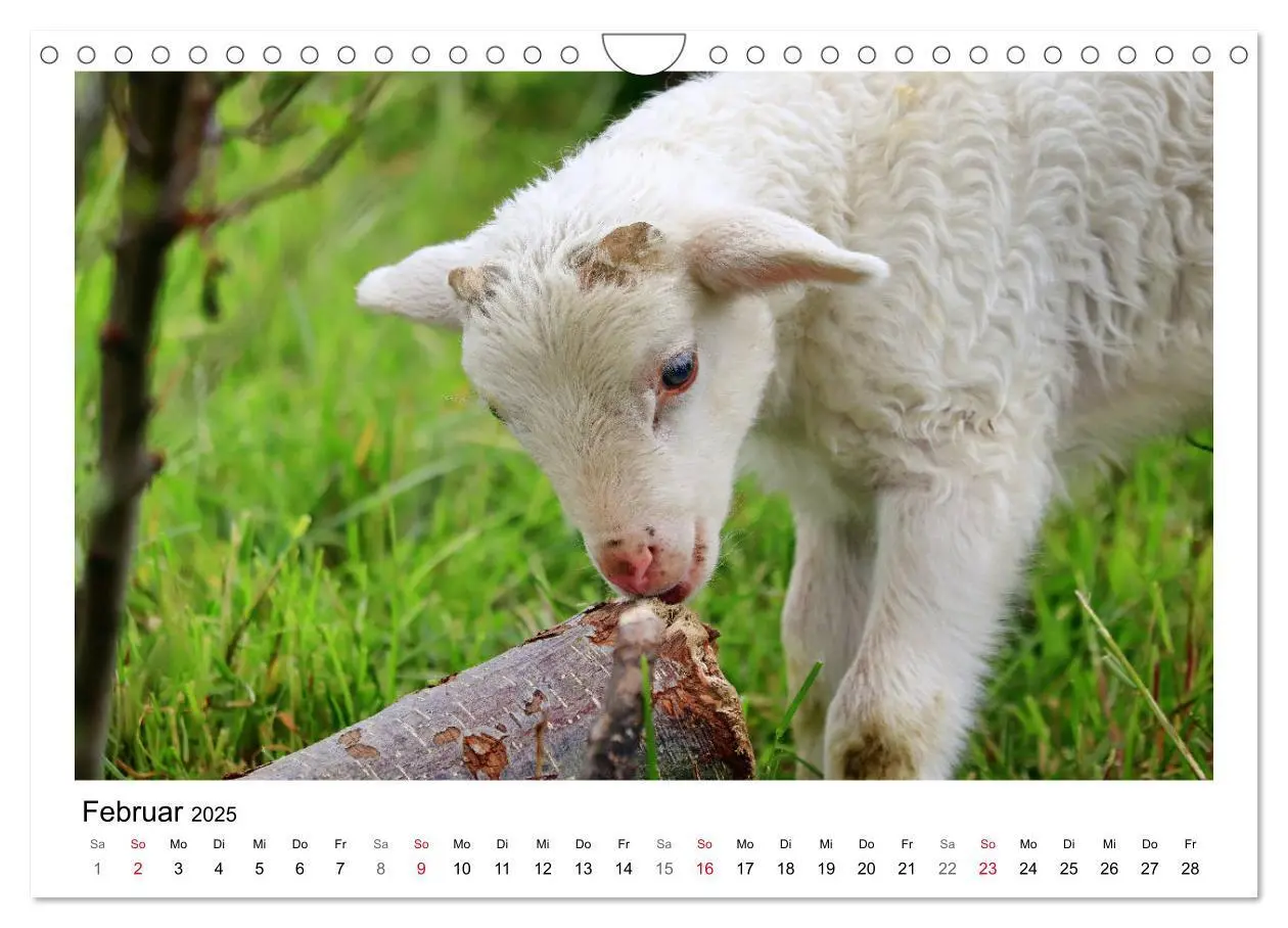 Bild: 9783435429608 | Schäfchen zählen - Mit Schafen durchs Jahr (Wandkalender 2025 DIN...
