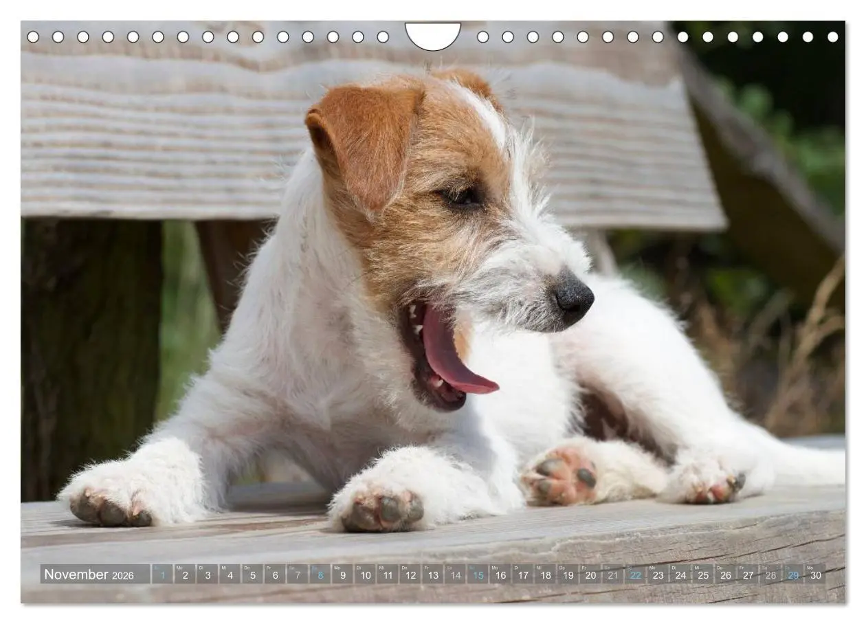 Bild: 9783516079708 | Faszination Terrier (Wandkalender 2026 DIN A4 quer), CALVENDO...