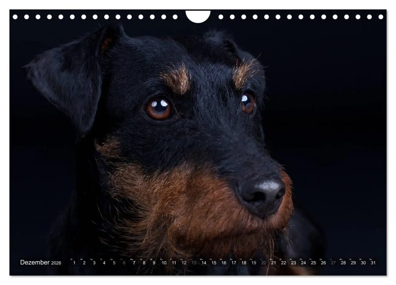 Bild: 9783516079708 | Faszination Terrier (Wandkalender 2026 DIN A4 quer), CALVENDO...
