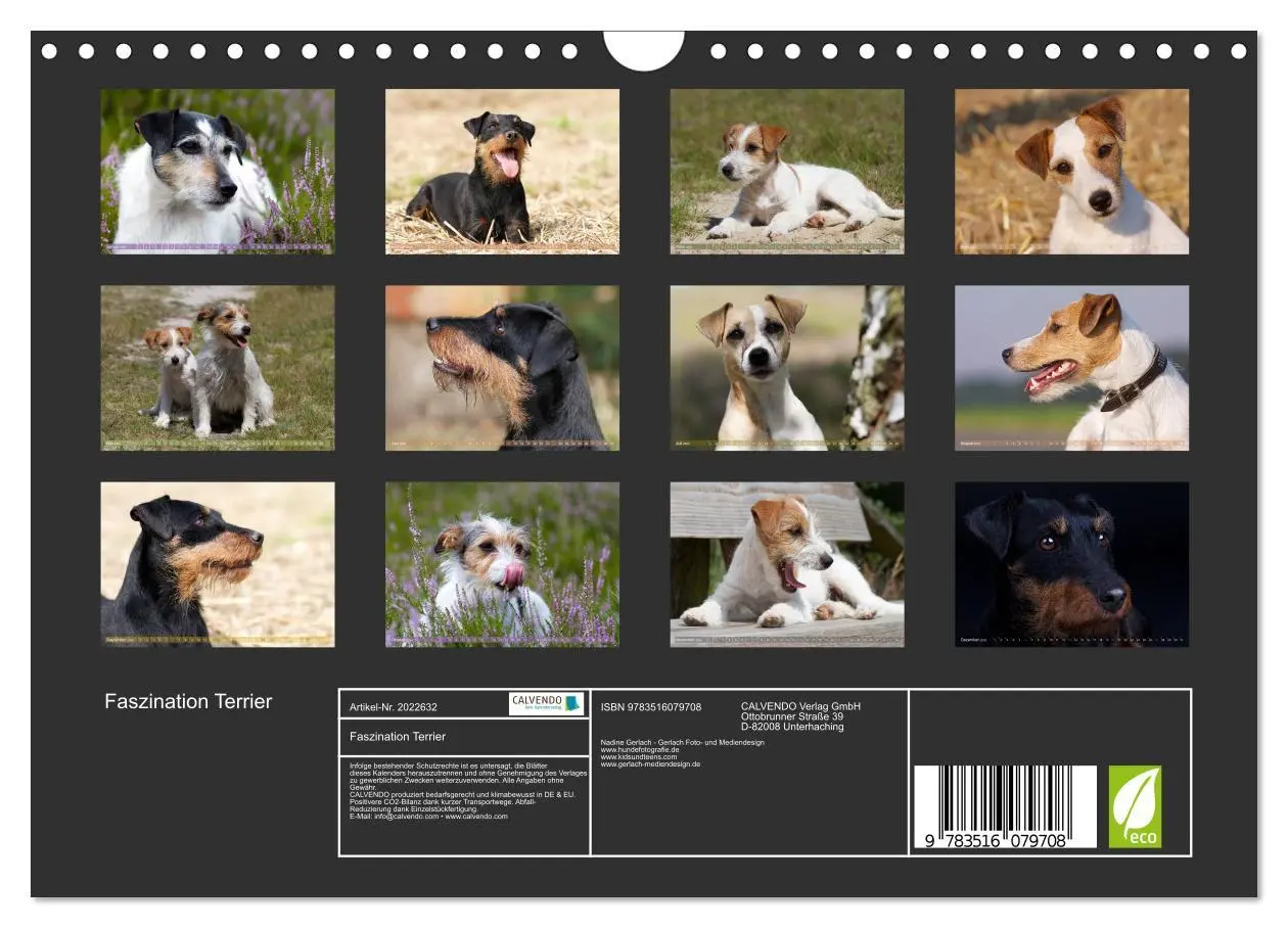 Bild: 9783516079708 | Faszination Terrier (Wandkalender 2026 DIN A4 quer), CALVENDO...