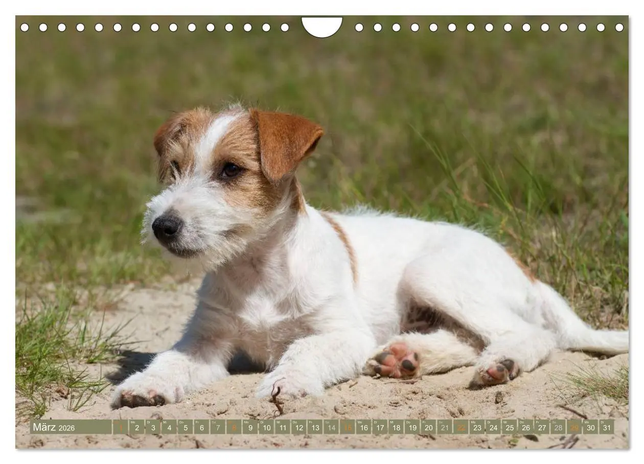 Bild: 9783516079708 | Faszination Terrier (Wandkalender 2026 DIN A4 quer), CALVENDO...
